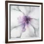 Medallion Orchid-Jason Jarava-Framed Giclee Print