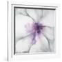 Medallion Orchid-Jason Jarava-Framed Giclee Print