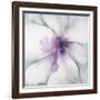 Medallion Orchid-Jason Jarava-Framed Giclee Print