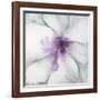 Medallion Orchid-Jason Jarava-Framed Giclee Print