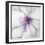 Medallion Orchid-Jason Jarava-Framed Giclee Print