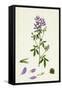 Medicago Sativa Common Lucerne-null-Framed Stretched Canvas