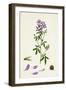 Medicago Sativa Common Lucerne-null-Framed Giclee Print