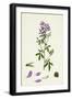 Medicago Sativa Common Lucerne-null-Framed Giclee Print