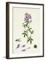 Medicago Sativa Common Lucerne-null-Framed Giclee Print