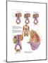 Medical Chart Showing the Signs and Symptoms of Kidney Cancer-null-Mounted Art Print