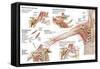 Medical Illustration Detailing Thoracic Outlet Syndrome-null-Framed Stretched Canvas