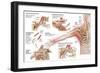 Medical Illustration Detailing Thoracic Outlet Syndrome-null-Framed Art Print