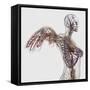 Medical Illustration of Arteries, Veins And Lymphatic System in Female Chest Area-Stocktrek Images-Framed Stretched Canvas