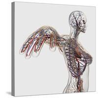 Medical Illustration of Arteries, Veins And Lymphatic System in Female Chest Area-Stocktrek Images-Stretched Canvas