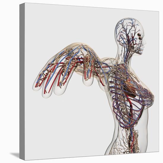 Medical Illustration of Arteries, Veins And Lymphatic System in Female Chest Area-Stocktrek Images-Stretched Canvas