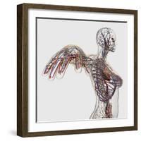 Medical Illustration of Arteries, Veins And Lymphatic System in Female Chest Area-Stocktrek Images-Framed Photographic Print