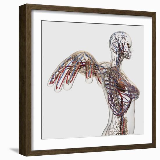 Medical Illustration of Arteries, Veins And Lymphatic System in Female Chest Area-Stocktrek Images-Framed Photographic Print