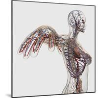 Medical Illustration of Arteries, Veins And Lymphatic System in Female Chest Area-Stocktrek Images-Mounted Photographic Print