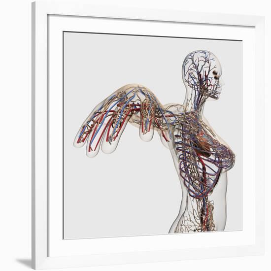 Medical Illustration of Arteries, Veins And Lymphatic System in Female Chest Area-Stocktrek Images-Framed Photographic Print