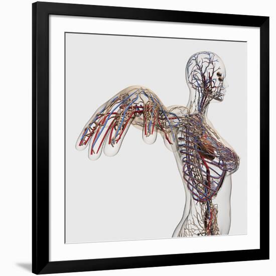 Medical Illustration of Arteries, Veins And Lymphatic System in Female Chest Area-Stocktrek Images-Framed Photographic Print