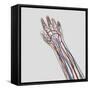 Medical Illustration of Arteries, Veins And Lymphatic System in Hand And Arm-Stocktrek Images-Framed Stretched Canvas