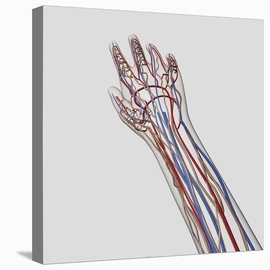 Medical Illustration of Arteries, Veins And Lymphatic System in Hand And Arm-Stocktrek Images-Stretched Canvas