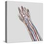 Medical Illustration of Arteries, Veins And Lymphatic System in Hand And Arm-Stocktrek Images-Stretched Canvas