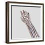 Medical Illustration of Arteries, Veins And Lymphatic System in Hand And Arm-Stocktrek Images-Framed Photographic Print