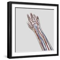 Medical Illustration of Arteries, Veins And Lymphatic System in Hand And Arm-Stocktrek Images-Framed Photographic Print