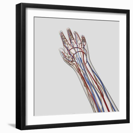 Medical Illustration of Arteries, Veins And Lymphatic System in Hand And Arm-Stocktrek Images-Framed Photographic Print