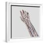 Medical Illustration of Arteries, Veins And Lymphatic System in Hand And Arm-Stocktrek Images-Framed Photographic Print