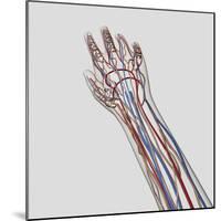 Medical Illustration of Arteries, Veins And Lymphatic System in Hand And Arm-Stocktrek Images-Mounted Photographic Print