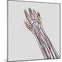 Medical Illustration of Arteries, Veins And Lymphatic System in Hand And Arm-Stocktrek Images-Mounted Photographic Print