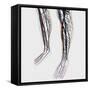 Medical Illustration of Arteries, Veins And Lymphatic System in Human Legs-Stocktrek Images-Framed Stretched Canvas