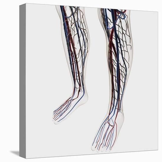 Medical Illustration of Arteries, Veins And Lymphatic System in Human Legs-Stocktrek Images-Stretched Canvas
