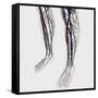 Medical Illustration of Arteries, Veins And Lymphatic System in Human Legs-Stocktrek Images-Framed Stretched Canvas