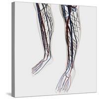 Medical Illustration of Arteries, Veins And Lymphatic System in Human Legs-Stocktrek Images-Stretched Canvas