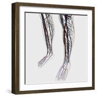 Medical Illustration of Arteries, Veins And Lymphatic System in Human Legs-Stocktrek Images-Framed Photographic Print