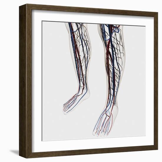 Medical Illustration of Arteries, Veins And Lymphatic System in Human Legs-Stocktrek Images-Framed Photographic Print