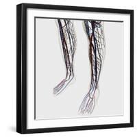 Medical Illustration of Arteries, Veins And Lymphatic System in Human Legs-Stocktrek Images-Framed Photographic Print