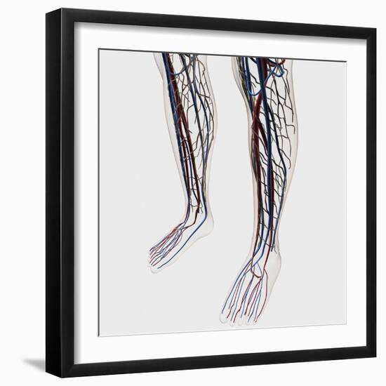 Medical Illustration of Arteries, Veins And Lymphatic System in Human Legs-Stocktrek Images-Framed Photographic Print