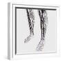 Medical Illustration of Arteries, Veins And Lymphatic System in Human Legs-Stocktrek Images-Framed Photographic Print