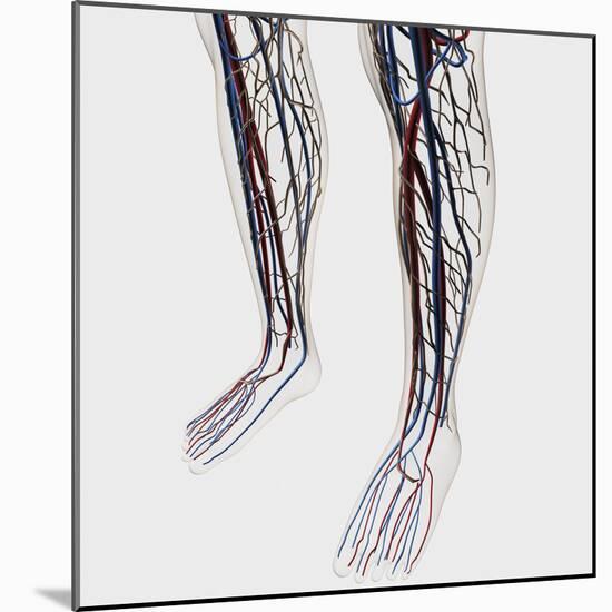 Medical Illustration of Arteries, Veins And Lymphatic System in Human Legs-Stocktrek Images-Mounted Photographic Print