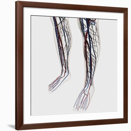 Medical Illustration of Arteries, Veins And Lymphatic System in Human Legs-Stocktrek Images-Framed Photographic Print