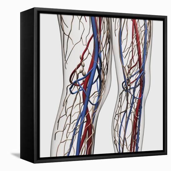 Medical Illustration of Arteries, Veins And Lymphatic System in Human Legs-Stocktrek Images-Framed Stretched Canvas