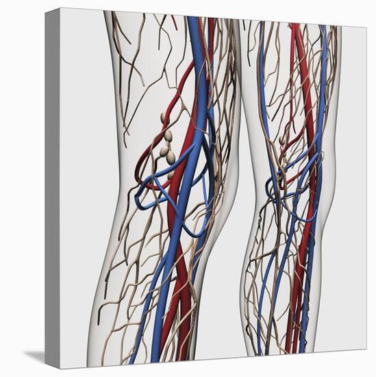 Medical Illustration of Arteries, Veins And Lymphatic System in Human Legs-Stocktrek Images-Stretched Canvas