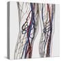 Medical Illustration of Arteries, Veins And Lymphatic System in Human Legs-Stocktrek Images-Stretched Canvas