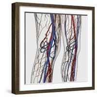 Medical Illustration of Arteries, Veins And Lymphatic System in Human Legs-Stocktrek Images-Framed Photographic Print