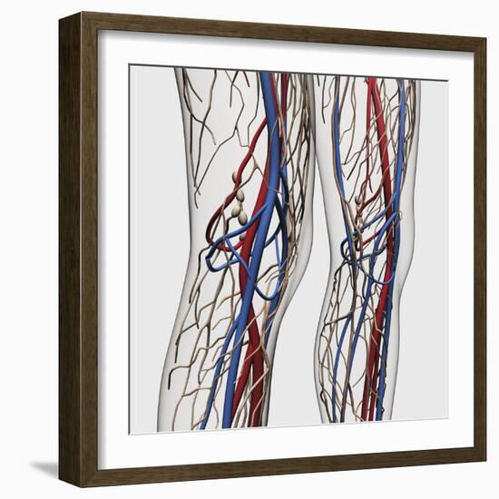 Medical Illustration of Arteries, Veins And Lymphatic System in Human Legs-Stocktrek Images-Framed Photographic Print