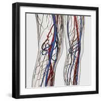Medical Illustration of Arteries, Veins And Lymphatic System in Human Legs-Stocktrek Images-Framed Photographic Print