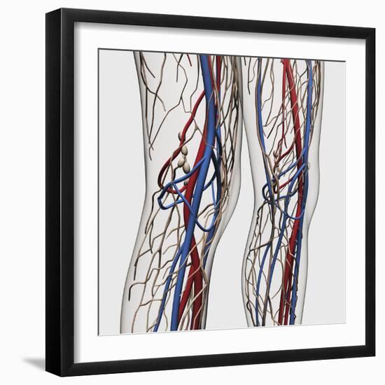 Medical Illustration of Arteries, Veins And Lymphatic System in Human Legs-Stocktrek Images-Framed Photographic Print