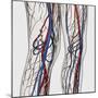 Medical Illustration of Arteries, Veins And Lymphatic System in Human Legs-Stocktrek Images-Mounted Photographic Print