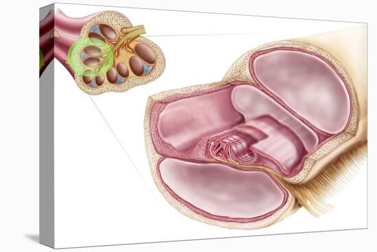 Medical Illustration of Endolymph in the Membranous Labyrinth of the Inner Ear-null-Stretched Canvas