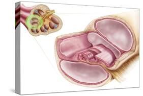 Medical Illustration of Endolymph in the Membranous Labyrinth of the Inner Ear-null-Stretched Canvas
